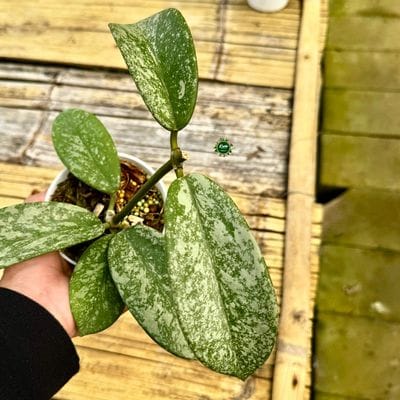 Hoya Diversifolia Mahadewi