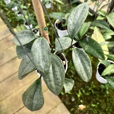 Hoya Latifolia Rimba Perak