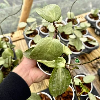 Hoya Latifolia Fillea Silver