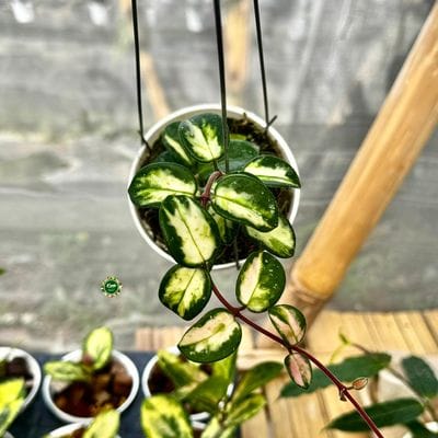 Hoya Mathilde Variegated