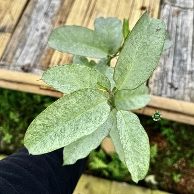 Hoya Multiflora Wonderphil