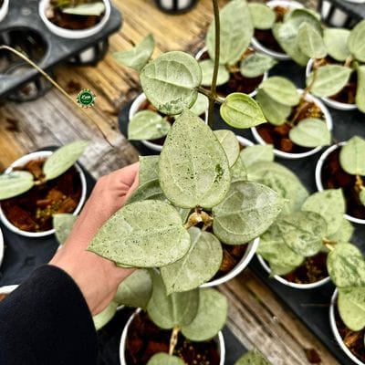 Hoya Parasitica Heart Silver