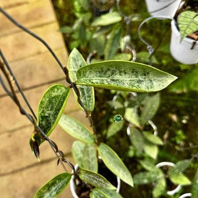 Hoya Potsii Silver