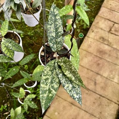 Hoya SP Aceh AR 09 Silver