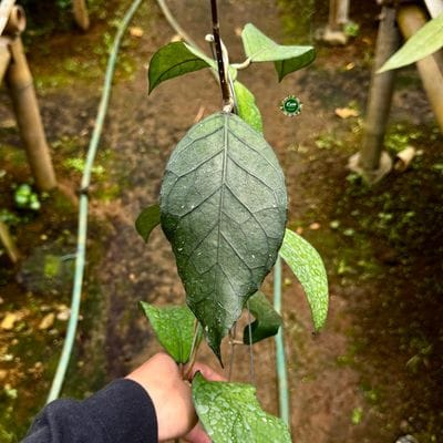 Hoya SP Aceh Bimbel
