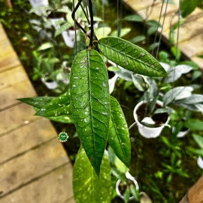 Hoya SP Aceh Mermaid