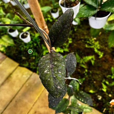 Hoya SP Aceh Mustika