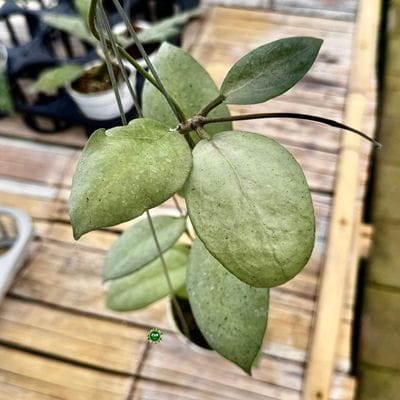 Hoya SP Menak Sopal