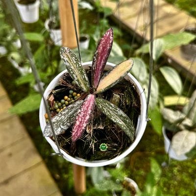 Hoya Sigillatis Albo Variegated Inner