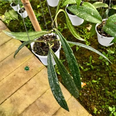Hoya Sulawesiana Splash