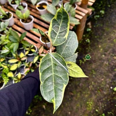 Hoya Tanggamus Albomarginata